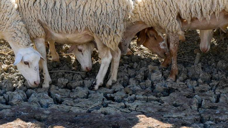 Ευλογιά αιγοπροβάτων: Ανοιχτό το ενδεχόμενο lockdown αν δεν έχουν αποτέλεσμα τα μέτρα του ΥΠΑΑΤ