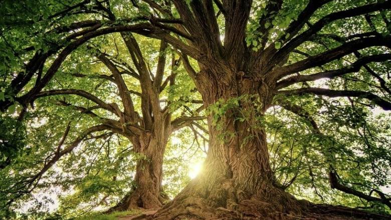 ΔΥΠΑ: Οι 53 θέσεις πλήρους απασχόλησης ρητινοεργατών - Αναρτήθηκαν οι οριστικοί πίνακες