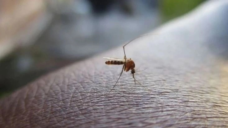 Ιος Δυτικού Νείλου: Τέσσερα κρούσματα εντοπίστηκαν στην Αττική - Σε εξέλιξη το εθνικό σχέδιο ΕΟΔΥ