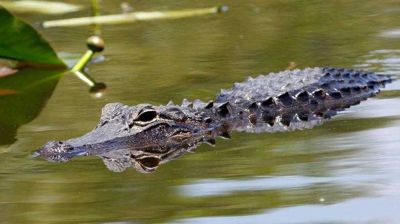 Τυφώνας Μίλτον: Αλιγάτορες βγήκαν στους πλημμυρισμένους δρόμους