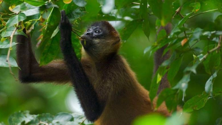 Επιστημονική μελέτη επιβεβαιώνει ότι και τα ζώα… το τσούζουν