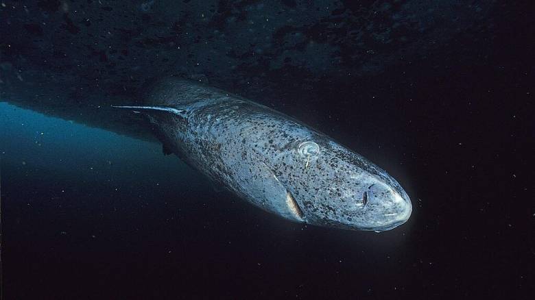 Πώς το DNA του καρχαρία της Γροιλανδίας μπορεί να βοηθήσει τον άνθρωπο να ζήσει περισσότερο