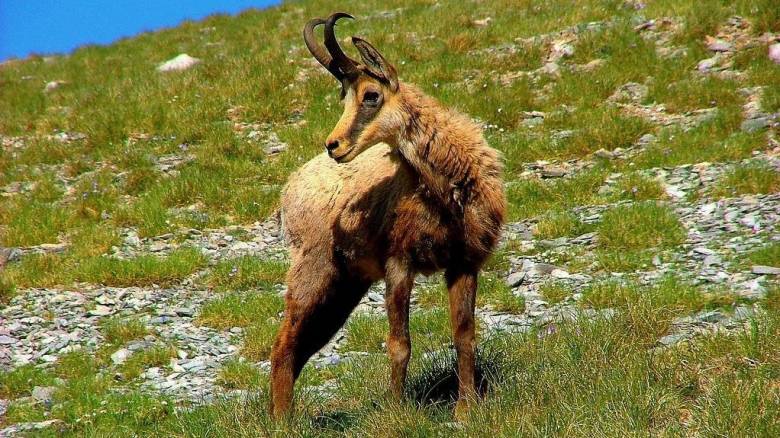 «Πληθυσμιακή ευρωστία» του απειλούμενου βαλκανικού αγριόγιδου στην ορεινή Ροδόπη