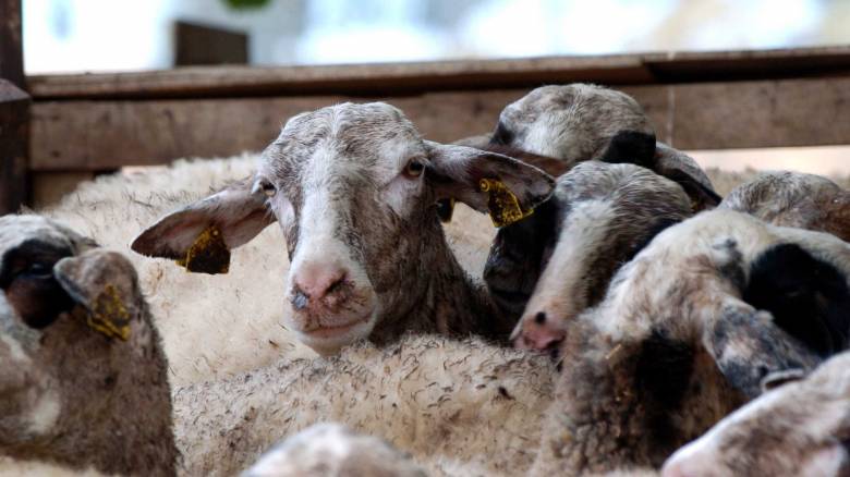 Ηράκλειο: Απαγόρευση μετακίνησης αιγοπροβάτων προς σφαγή, λόγω κρούσματος ευλογιάς
