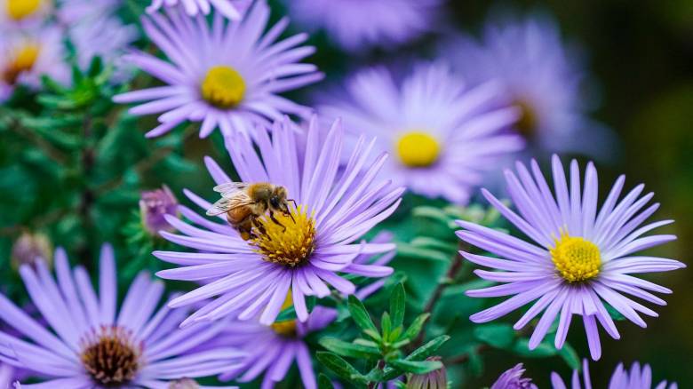 «Αδύνατη η ζωή στον πλανήτη χωρίς τις μέλισσες» - Αναλύει η καθηγήτρια Θ. Πετανίδου