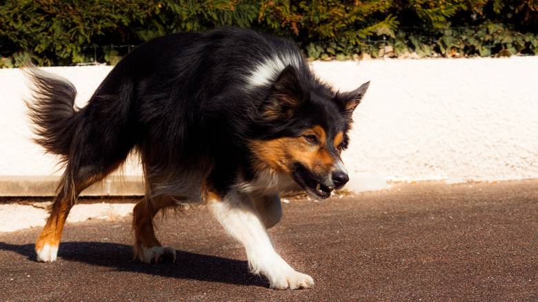 Τραγωδία στην Τουρκία: Ανήλικη κατασπαράχθηκε από αδέσποτα σκυλιά