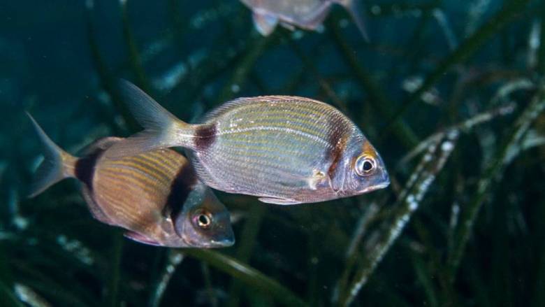 Γέμισε ψάρια ο βυθός στο Ιόνιο - Υποβρύχιες εικόνες από τον Αστακό Αιτωλοακαρνανίας μέχρι την Ιθάκη