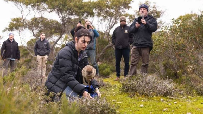 Μπετόνγκ: Μοιάζει με χαριτωμένο καγκουρό που στον κίνδυνο ρίχνει για δόλωμα τα μικρά του