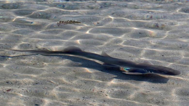 Μωρό καρχαρίας γεννήθηκε σε ενυδρείο με θηλυκά - Πώς το εξηγούν οι ειδικοί