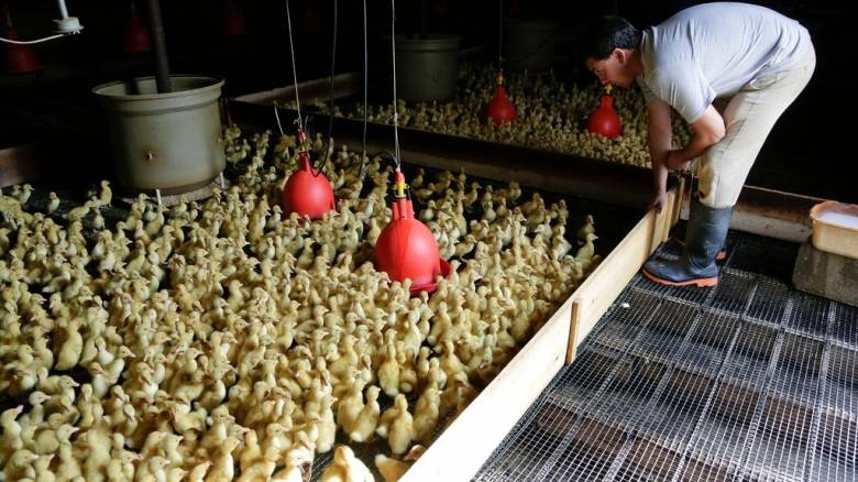 Νέα Υόρκη: Κλείνουν οι αγορές ζωντανών πουλερικών λόγω κρουσμάτων γρίπης των πτηνών