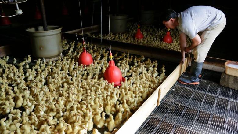 Μεξικό: Πρώτο ανθρώπινο κρούσμα της γρίπης των πτηνών - «Καμπανάκι» από τον ΠΟΥ