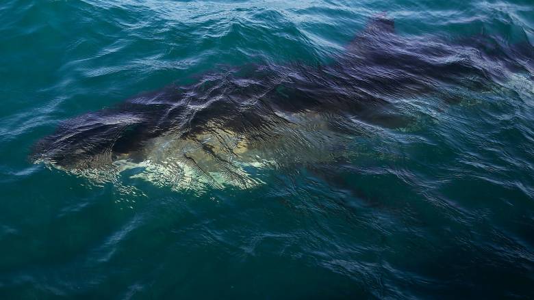 Επιστήμονες εντόπισαν τον μεγαλύτερο λευκό καρχαρία στη Φλόριντα