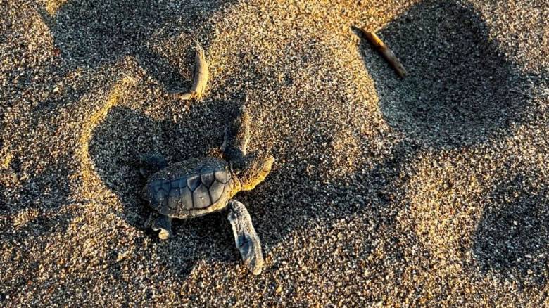 Φωλιά Πράσινης Θαλάσσιας Χελώνας βρέθηκε για πρώτη φορά στη Ρόδο - Είναι είδος υπό εξαφάνιση