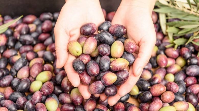 Η Μινέρβα συνεργάζεται με 2 ακαδημαϊκά ιδρύματα για την υποστήριξη της βιωσιμότητας της γεωργίας