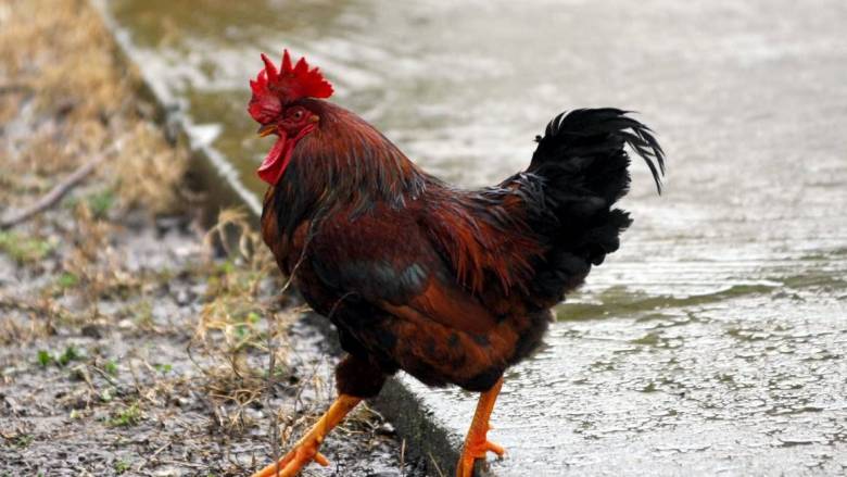 Βρετανία: Κόκορας εφιάλτης λαλούσε 76 φορές την ώρα - Βαρύ πρόστιμο στον ιδιοκτήτη του