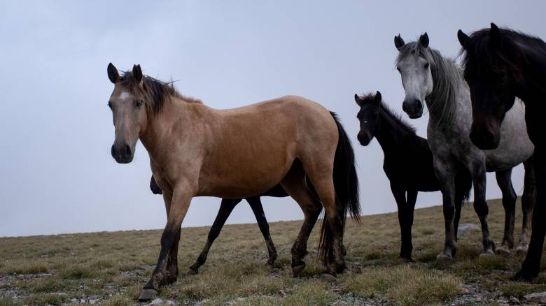 Πάνω από 100 άγρια άλογα ζουν στην Αττική - Πώς αναπτύχθηκε το κοπάδι
