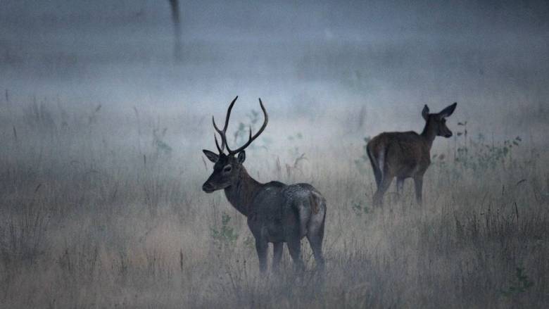 Παγκόσμια Ημέρα Άγριας Ζωής: Ασπροπάρης, ζιφιός, κόκκινο ελάφι - Τα άγρια ζώα της Ελλάδας