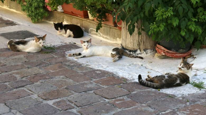 Θεσσαλονίκη: Άγνωστος σκότωσε με δηλητήριο 16 γάτες - Αναζητείται ο δράστης