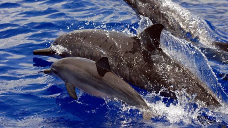 Ρεσιτάλ «χορού» από δελφίνια στο Θερμαϊκό - Όσα κατέγραψαν τα κινητά των περαστικών