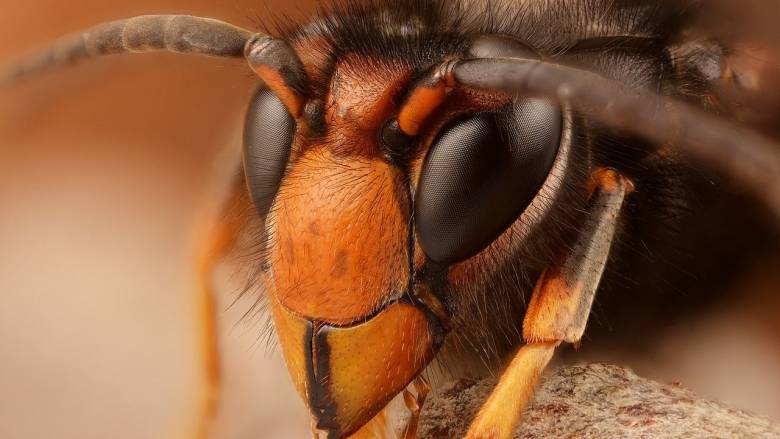 Θανάσιμοι εισβολείς: Οι ασιατικές σφήκες εξολοθρεύουν εκατοντάδες είδη εντόμων στην Ευρώπη