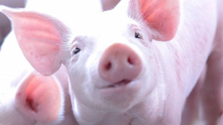 Αιχμάλωτα γουρουνάκια κλάπηκαν από αμφιλεγόμενη έκθεση τέχνης στη Δανία