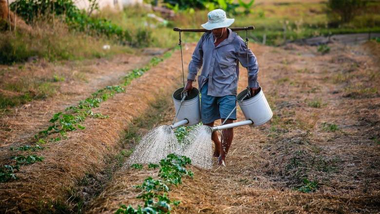 Η αύξηση της θερμοκρασίας θέτει σε κίνδυνο τις καλλιέργειες τροφίμων