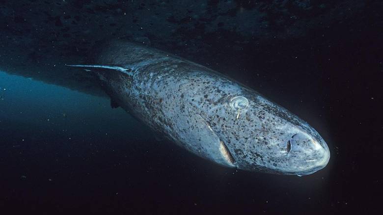 Γιατί οι καρχαρίες της Γροιλανδίας μπορούν να ζουν για αιώνες χωρίς να νοσούν από καρκίνο