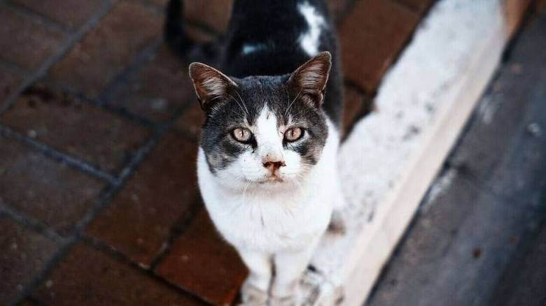 Ταυτοποιήθηκε άνδρας που δηλητηρίασε γάτες στη Θεσσαλονίκη