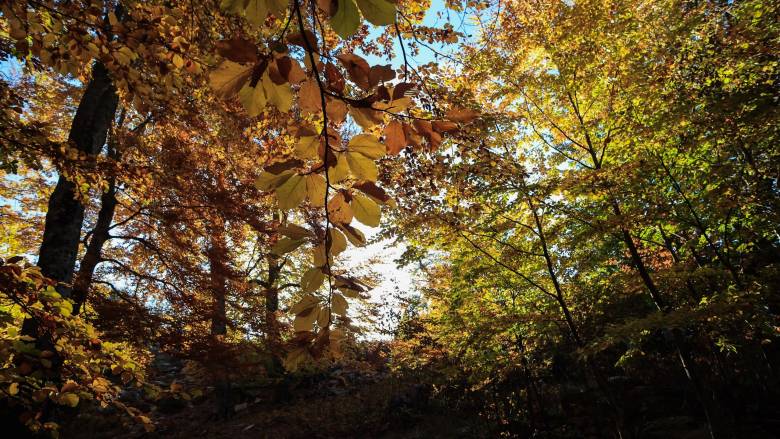 Επιβραδύνεται η καταστροφή των τροπικών δασών - Παραμένουν υψηλά τα επίπεδα αποψίλωσης