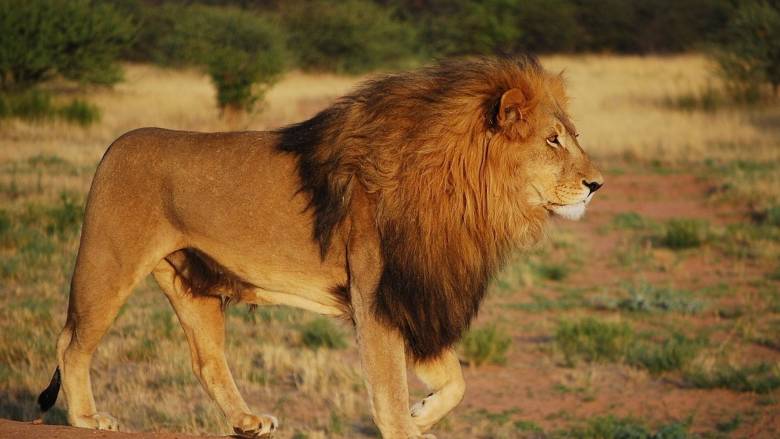 Πέθανε το γηραιότερο λιοντάρι της Ιαπωνίας - Θα ήταν... 100 ετών σε ανθρώπινα χρόνια