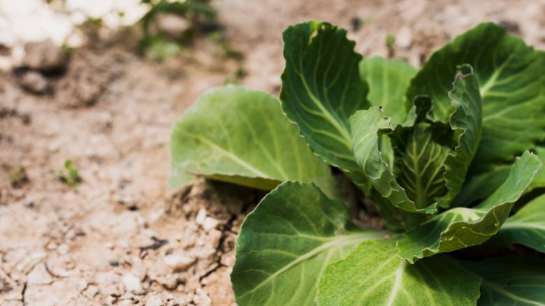 Το 1ο δημοτικό σχολείο Διονύσου αποκτά τα εφόδια για να φυτεύσει τον δικό του λαχανόκηπο