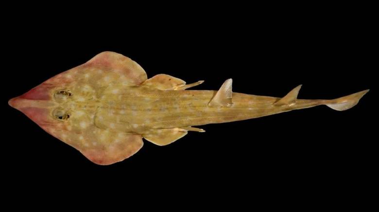 Καρχαρίας-κιθάρα και δηλητηριώδες σαλιγκάρι ανάμεσα σε 866 άγνωστα θαλάσσια είδη που ανακαλύφθηκαν