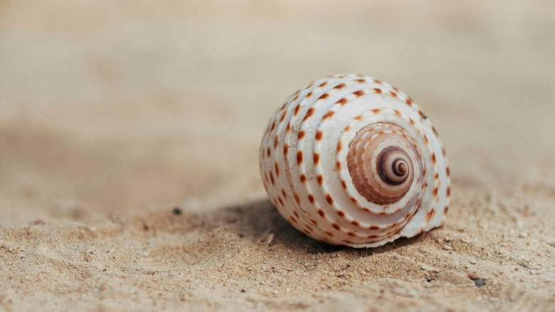 Ανακύκλωση σε... κοχύλι - Ένας πρωτότυπος κάδος για την απόρριψη πλαστικών σκουπιδιών