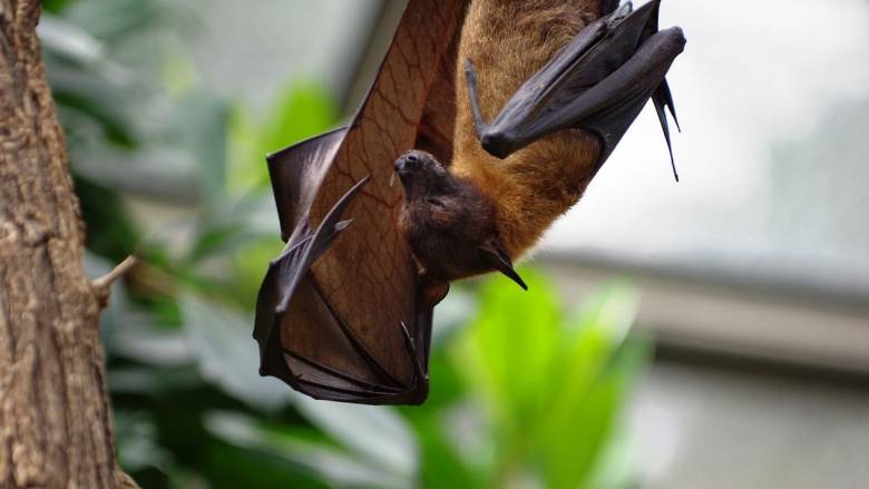 Νέος κορωνοϊός ανακαλύφθηκε σε νυχτερίδες στη Βραζιλία – Γιατί ανησυχούν οι επιστήμονες