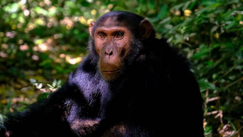 Ο Γιόκο, ο μοναχικός χιμπατζής της Κολομβίας μεταφέρθηκε σε ειδικό καταφύγιο στη Βραζιλία