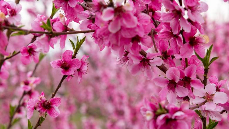 Χάθηκε η άνοιξη; Πόσο έχει αλλάξει τις εποχές η ανθρωπογενής κλιματική κρίση