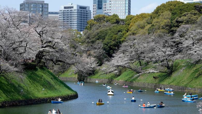 Άνθισαν οι κερασιές στην Ιαπωνία - Πολύχρωμες εικόνες καταγράφει ο φωτογραφικός φακός
