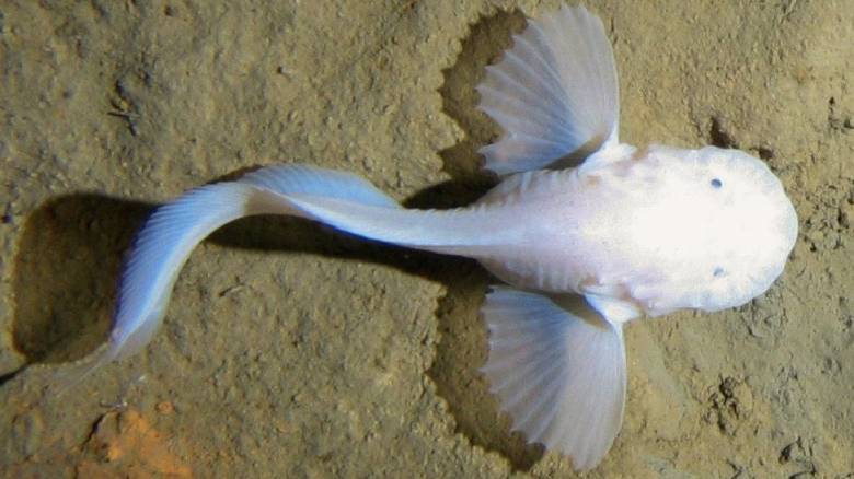 Νέα μελέτη: Όλα τα ψάρια στην Τάφρο των Μαριανών εμφανίζουν την ίδια γενετική μετάλλαξη