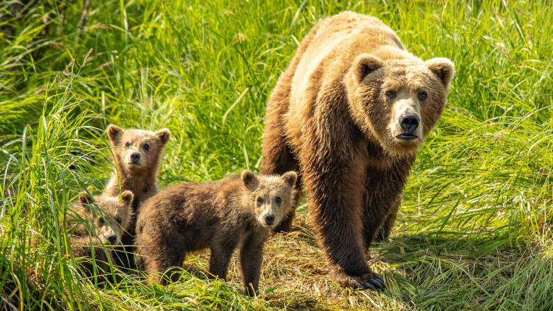 Σλοβακία: Εγκρίθηκε η θανάτωση 350 αρκούδων μετά τον θάνατο ενός ανθρώπου από επίθεση αρκούδας