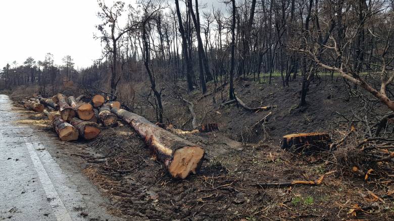 Θεσσαλονίκη: Ελεύθερος με όρους ο 62χρονος που κατηγορείται για παράνομη υλοτομία