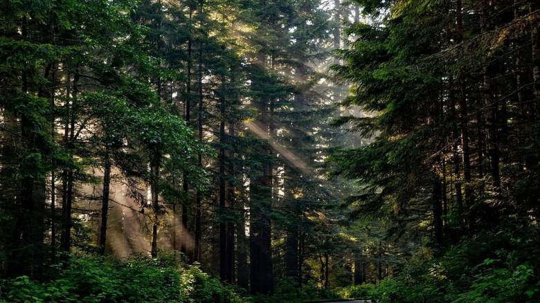 Θεσσαλονίκη: Συνελήφθη για παράνομη υλοτομία 35χρονος - Εμπλέκονται ο πατέρας και ο αδελφός του
