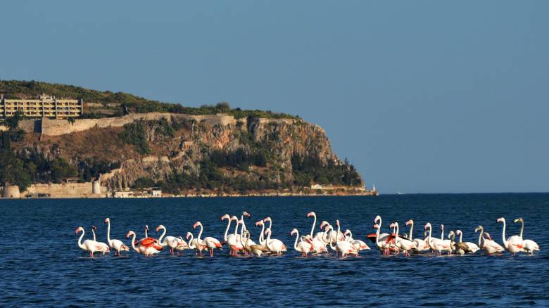 Βίντεο με δεκάδες φλαμίνγκο να κάνουν στάση στη λιμνοθάλασσα Αλυκής στη Νάξο
