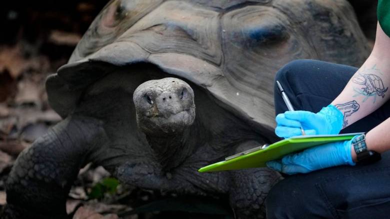 Γέννησε πρώτη φορά στα 100 της χελώνα των νησιών Γκαλαπάγκος που απειλείται με εξαφάνιση
