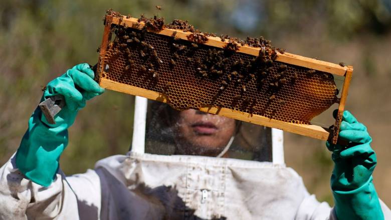 Στις βασίλισσες των μελισσών αναζητούν οι επιστήμονες το μυστικό της μακροζωίας