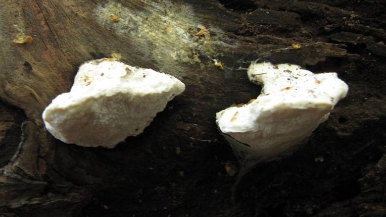 Επιστήμονες τροφίμων ταυτοποίησαν την πιο πικρή ουσία που έχει γευτεί ποτέ άνθρωπος