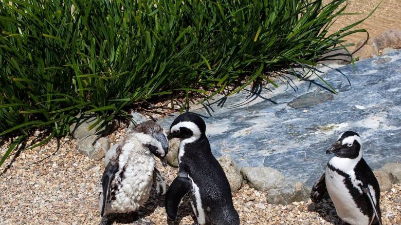 Ένας πιγκουίνος προκάλεσε τη συντριβή ελικοπτέρου στη Νότιο Αφρική - Πώς έγινε το περιστατικό