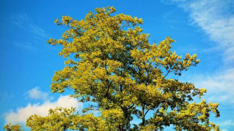 Ανοιξιάτικος ο καιρός:  Αίθριος με τον υδράργυρο στους 19 βαθμούς Κελσίου