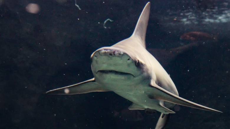 Μεγάλος καρχαρίας εθεάθη στα ανοικτά της Κέρκυρας