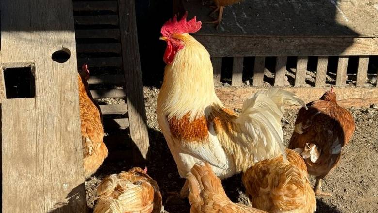 Γρίπη των πτηνών: Εντοπίστηκαν εστίες σε Ολλανδία, Βέλγιο, Σλοβακία – Χιλιάδες πτηνά θα θανατωθούν