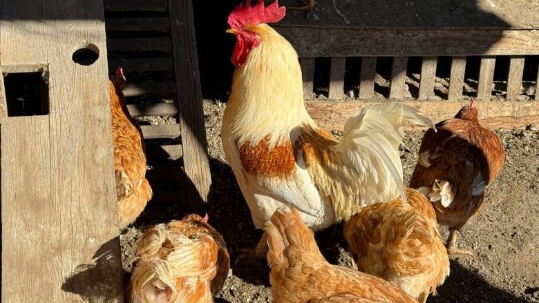 Έκτακτα μέτρα στην Πολωνία για τον περιορισμό της γρίπης των πτηνών